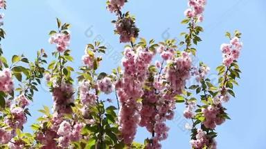 盛开的粉红色樱花树枝。 樱花春花